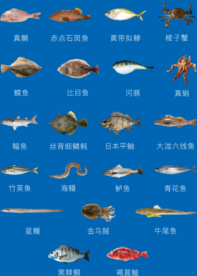 活鱼催眠运输 活鱼催眠运输