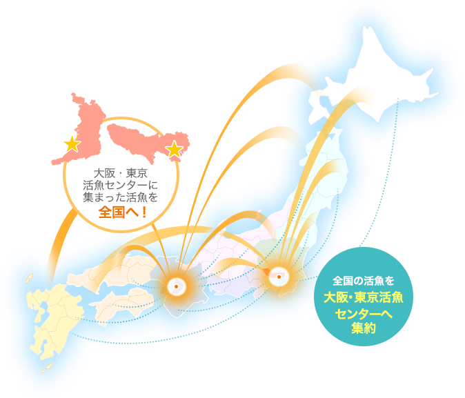 大阪・東京活魚センターに集まった活魚を全国へ！全国の活魚を大阪・東京活魚センターへ集約