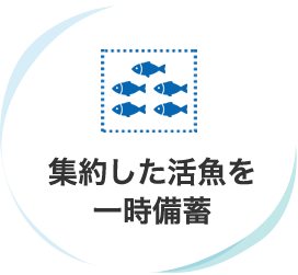 集約した活魚を一時備蓄