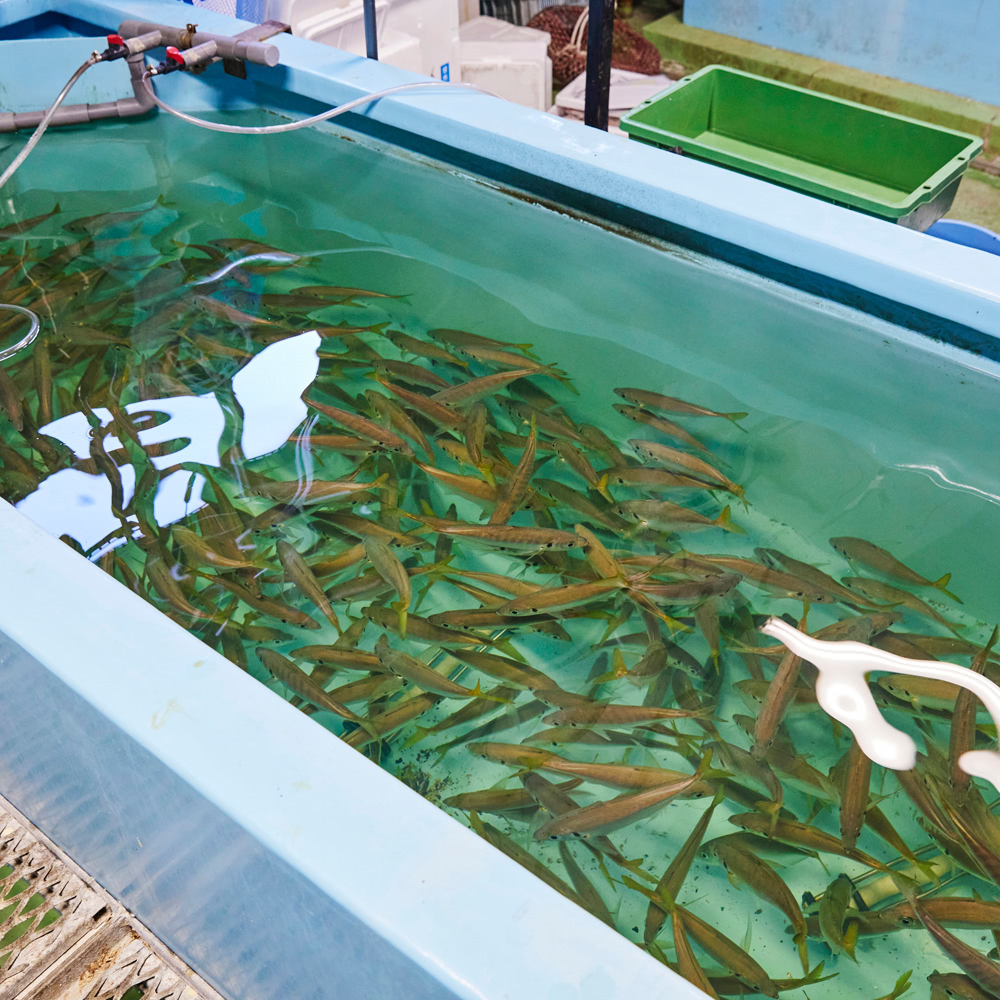 東京活魚センター